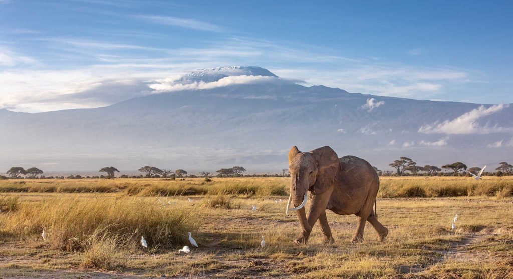 african-elephant-in-amboseli-national-park-with-kilimanjaro-in-the-background